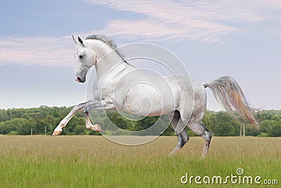 cavallo-di-akhal-teke-su-bianco-thumb17877675.jpg