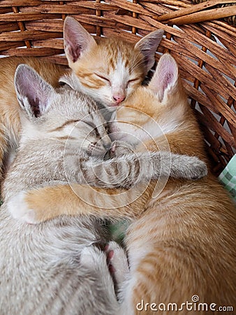 gatti-che-dormono-nel-cestino-thumb14180706
