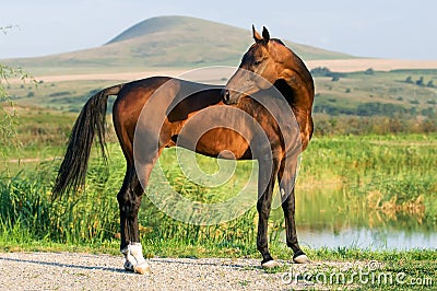 Golden Akhal-teke Horse