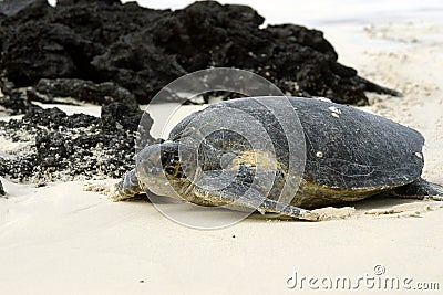 tartaruga-verde-del-galapagos-thumb2178973